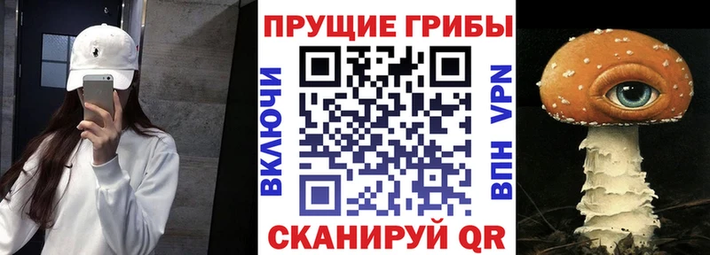 как найти закладки  Урус-Мартан  Псилоцибиновые грибы прущие грибы 